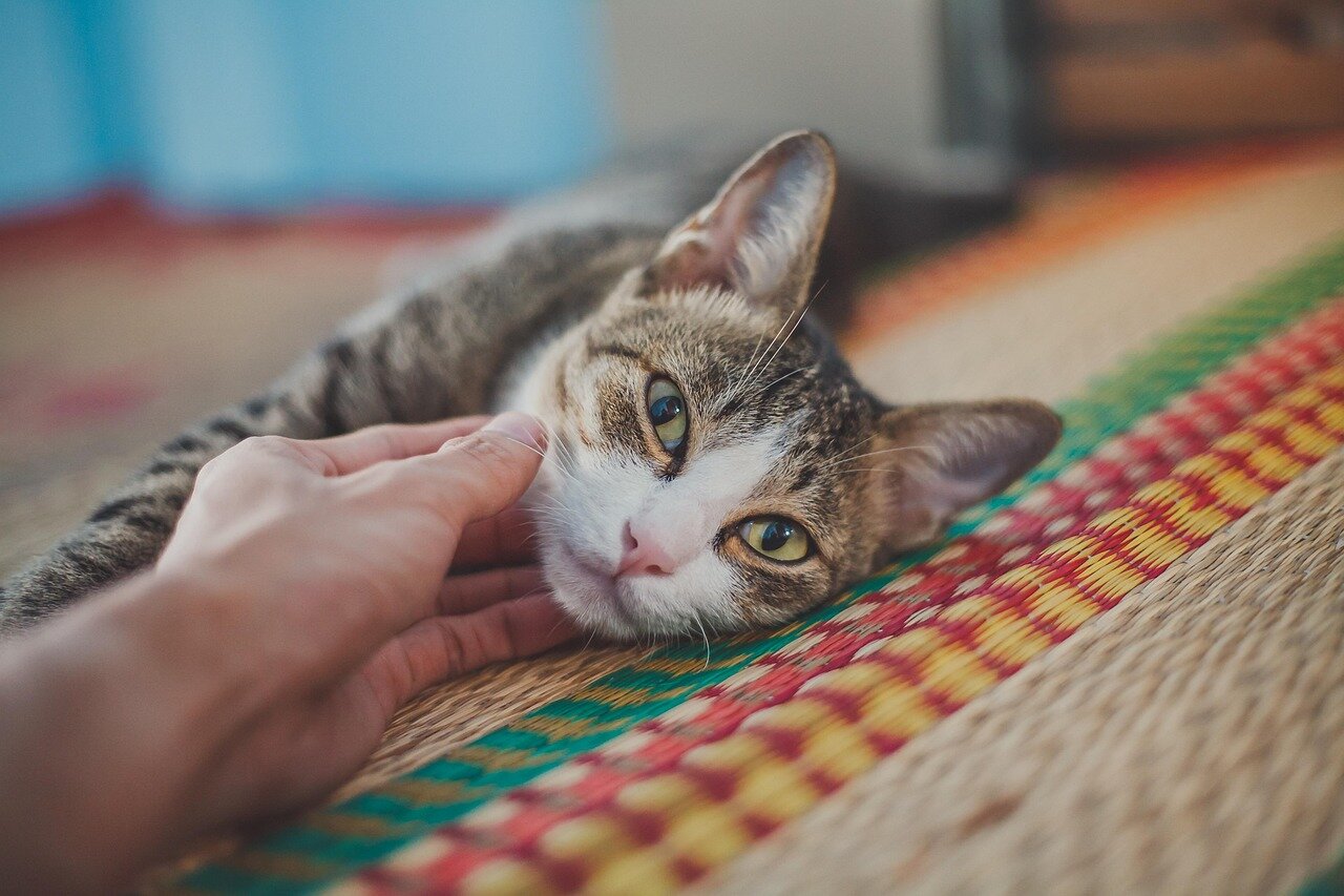 In ancient Egypt, cats were revered as sacred animals associated with the goddess Bastet, highlighting their cultural significance and protection under the law