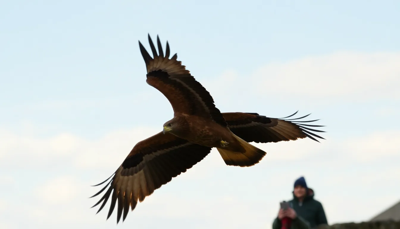 A golden eagle soars gracefully against a clear blue sky, symbolizing the hopeful return of this majestic species to northern England.