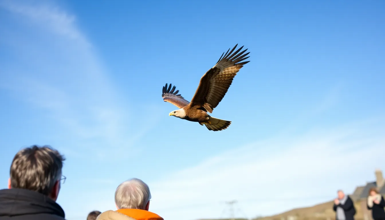 A young golden eagle, raised in captivity, preparing for its release into the wild as part of the initiative to reestablish its population in England