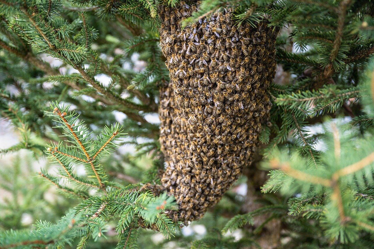 Researchers examine the soil at a cemetery where a massive underground colony of approximately 5.5 million bees was discovered, drawing attention to the importance of urban ecosystems.