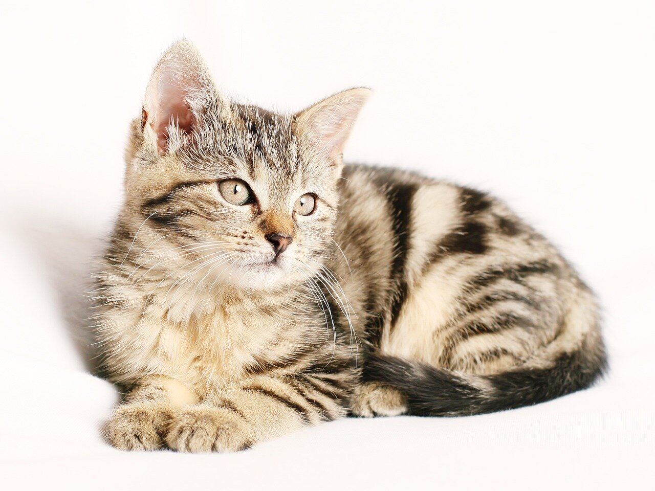 舞台上でロミオとジュリエットの演技が行われている最中、突然現れた猫が観客の視線を集めて演技が中断されている様子。