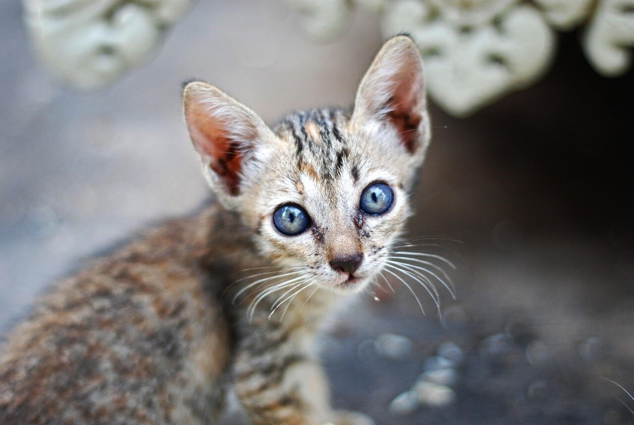 演者たちが猫に愛情を示しながら即興的なやり取りを楽しむ場面