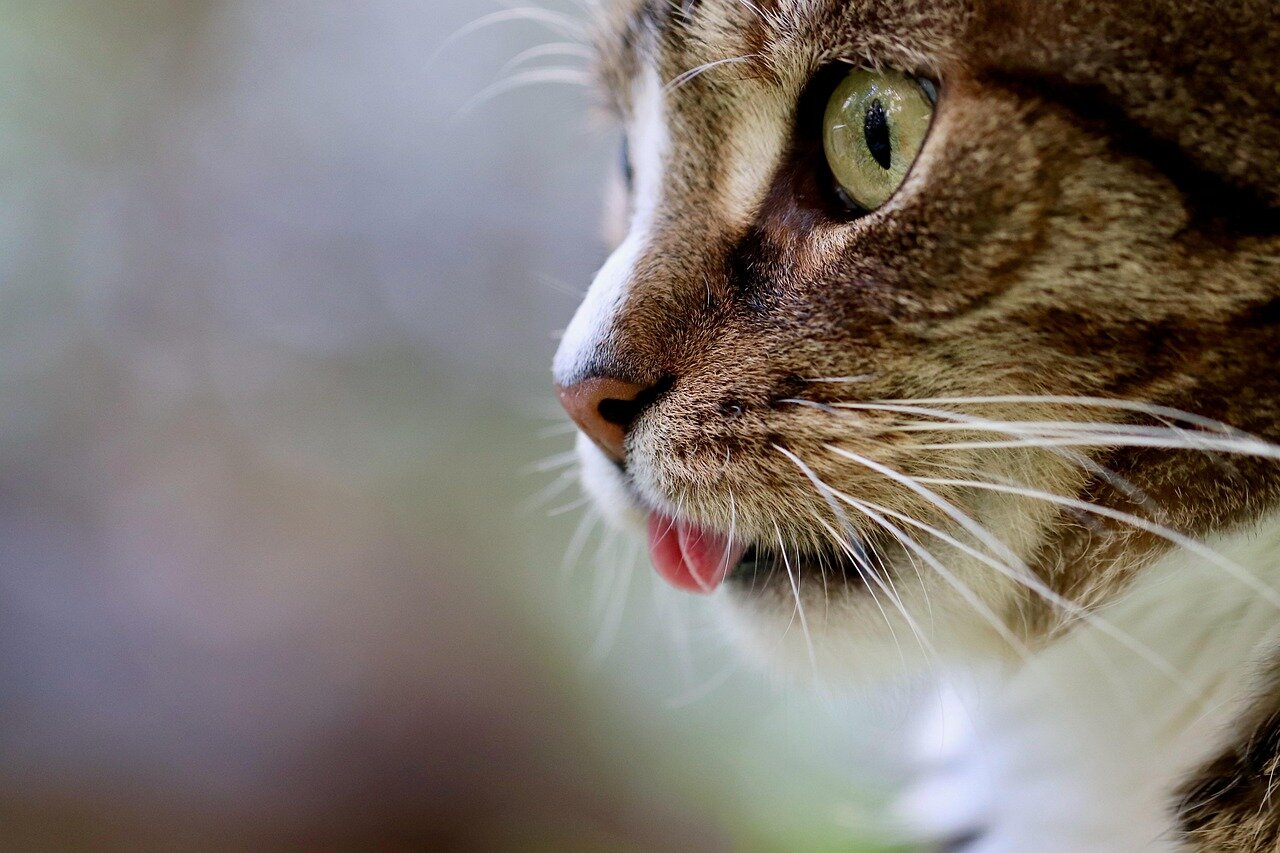 舞台のクライマックスで猫が登場し、観客がスマートフォンでその瞬間を捉える姿