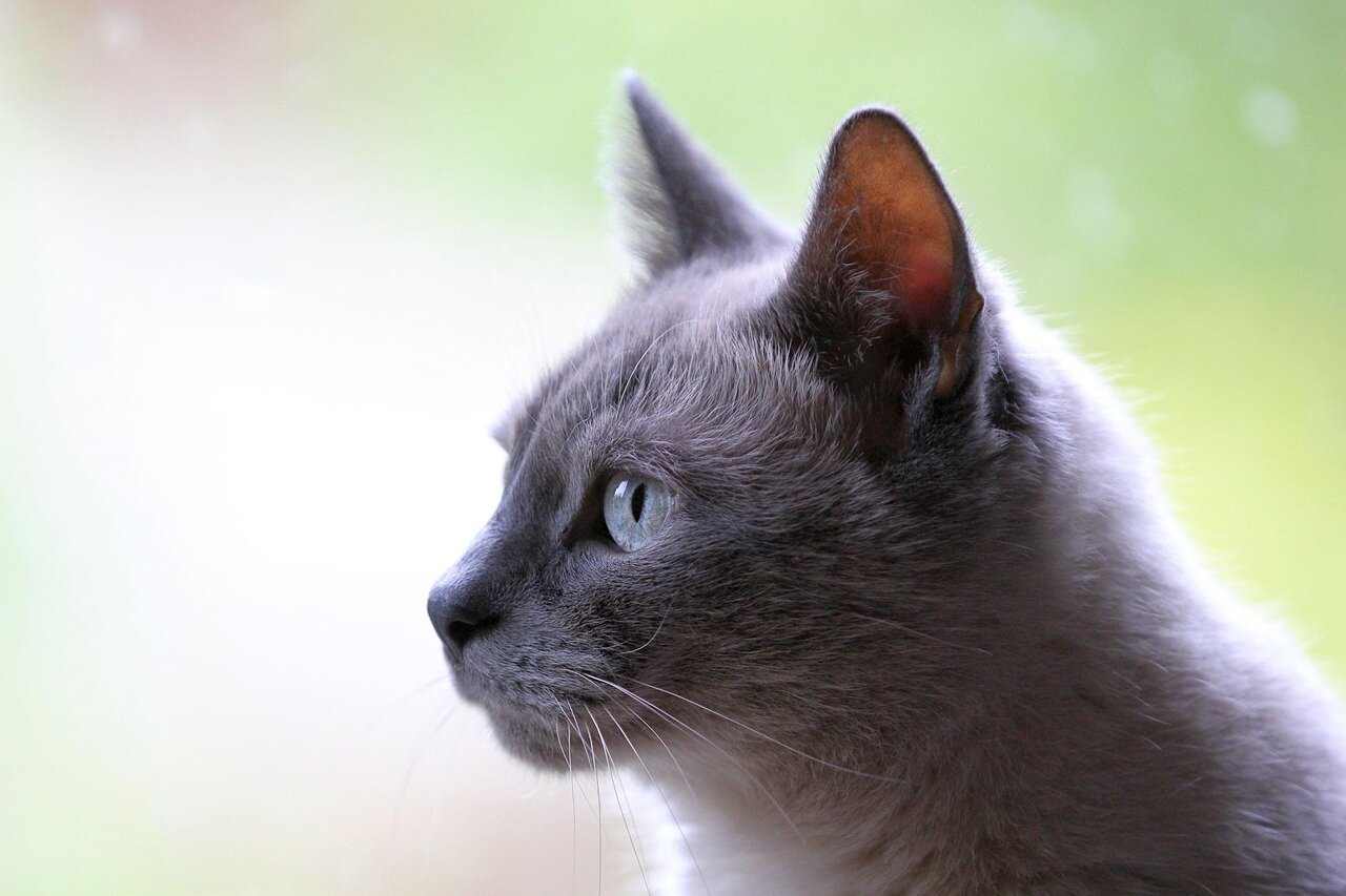 猫が舞台を中断させたことに対する観客の様々な反応が見られるシーン