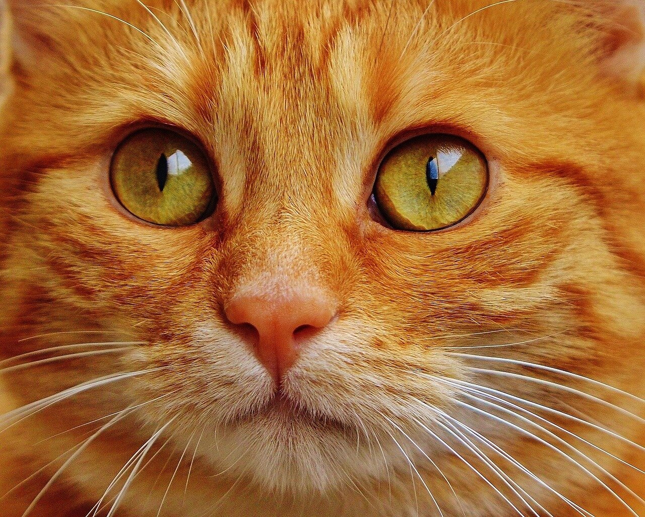 演出家とキャストが猫による中断を新たな演劇体験として受け止める様子