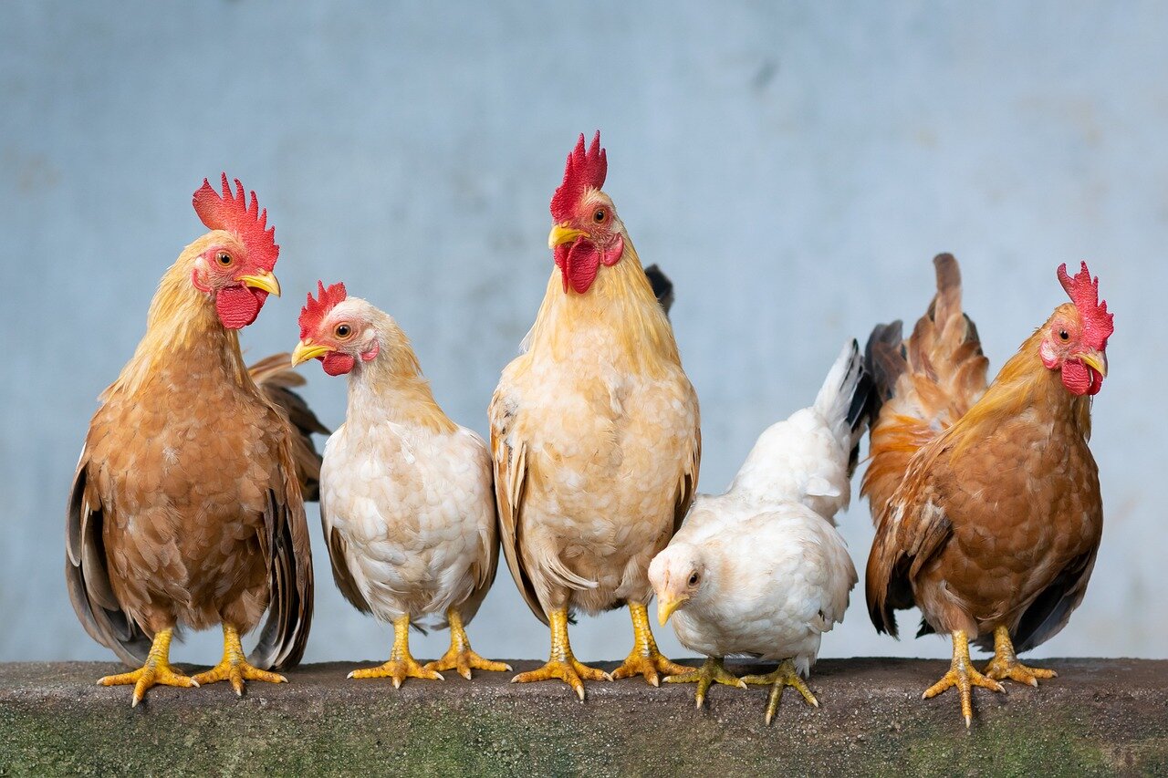 The Chicks perform energetically on stage at the Yaamava' Theater in Southern California, captivating a lively audience that sings along to their classic hits and new material.