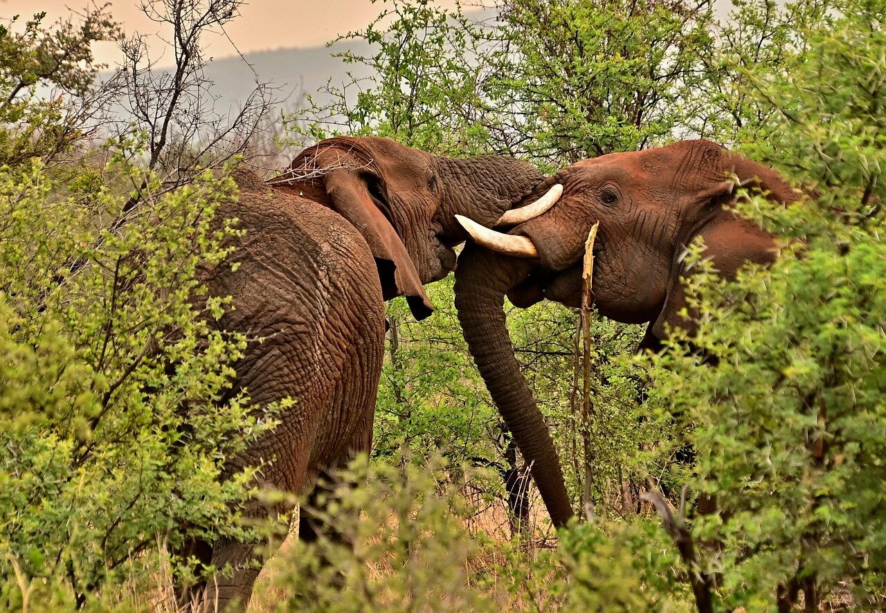 A serene natural habitat where golden eagles once thrived, highlighting the importance of preserving such environments for the species' survival