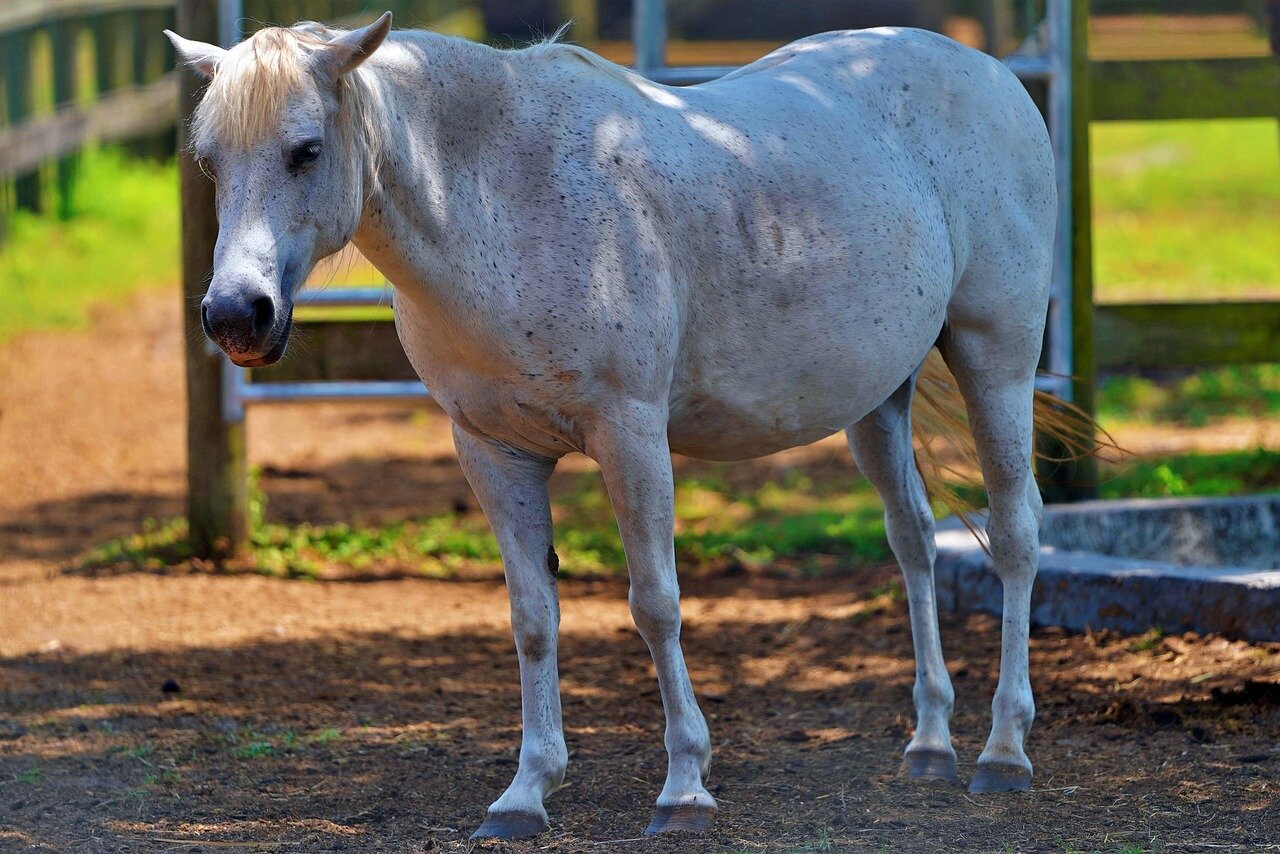 Carter struggles to regain his balance after falling from a horse, highlighting his ongoing physical challenges amidst the ranch's chaos
