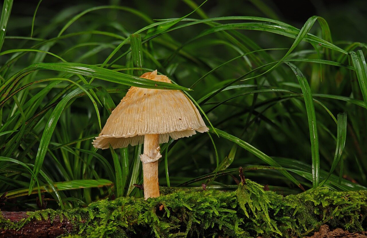 A researcher examines soil samples in a forest, revealing intricate underground fungal networks that are essential for ecosystem health.