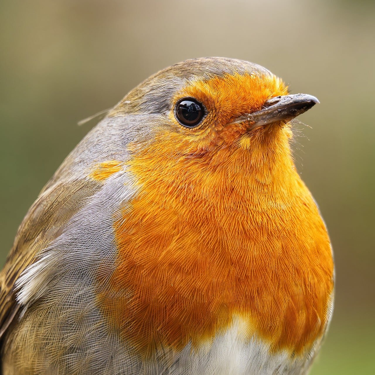 An isolated natural habitat, illustrating the consequences of habitat destruction and its effect on the genetic diversity of bird songs