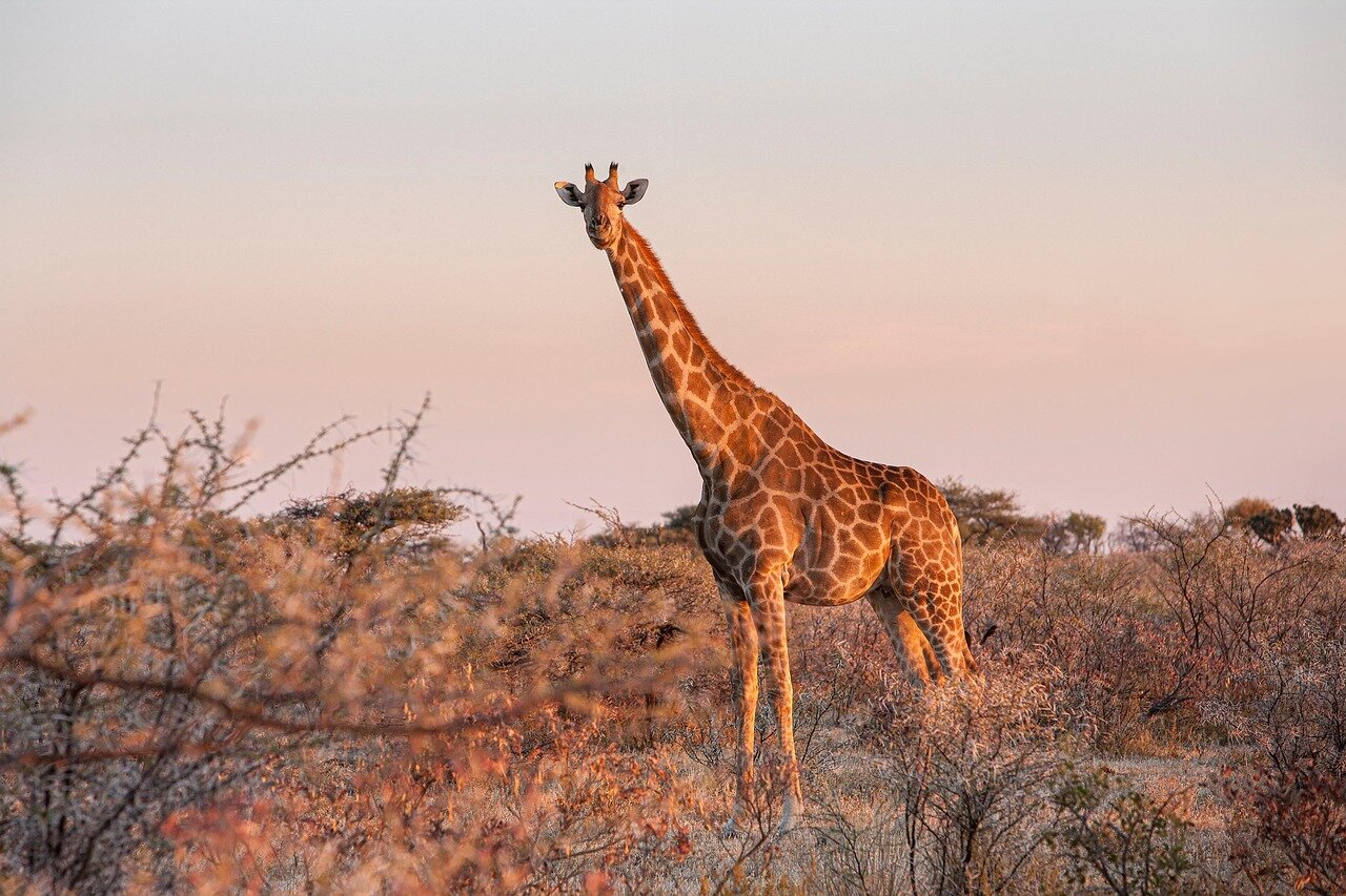 A researcher observing and recording bird songs in a diverse ecosystem, highlighting the importance of understanding how habitat influences vocalization patterns