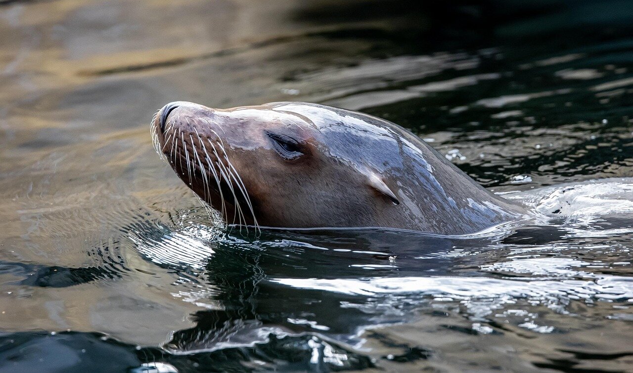Researchers analyze the preserved skeleton of the vaquita, utilizing advanced digital imaging technology to inform conservation strategies and enhance understanding of marine mammal biology