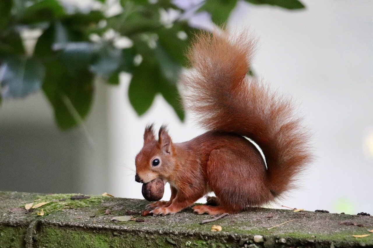 A closeup view of a red squirrel perched on a tree branch, showcasing its distinctive fur and curious expression as it navigates through the forest