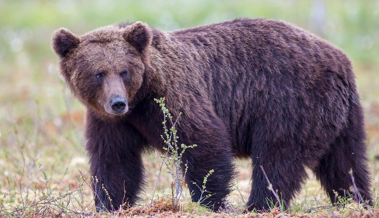 Wildlife officials in Japan search for a bear that broke into a couple's home, rummaging through their kitchen refrigerator in a rural area known for bear habitats.