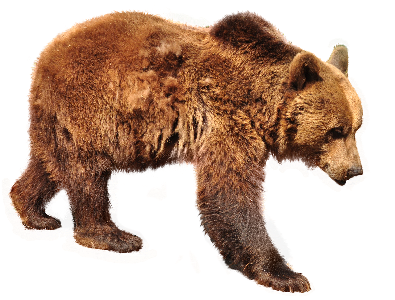 Residents expressing concern and curiosity about the increasing bear sightings in their neighborhood, highlighting the need for education on coexistence with wildlife