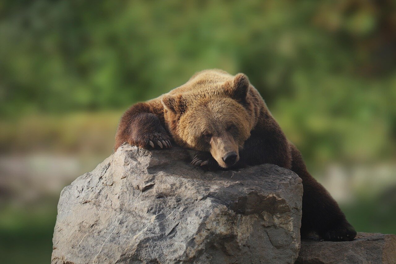 A rural landscape in Japan, showcasing the natural habitat of bears, juxtaposed with nearby human settlements affected by urban development and wildlife interactions