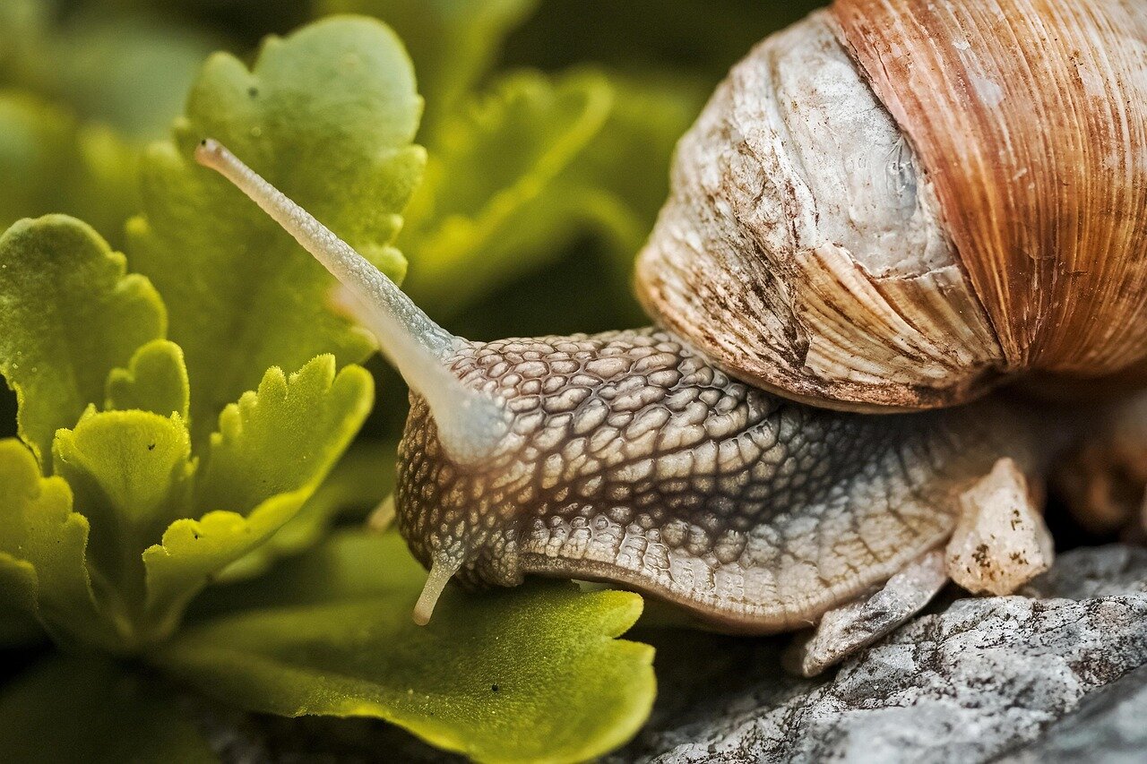 An educational workshop takes place, where community members learn about the ecological roles of gastropods