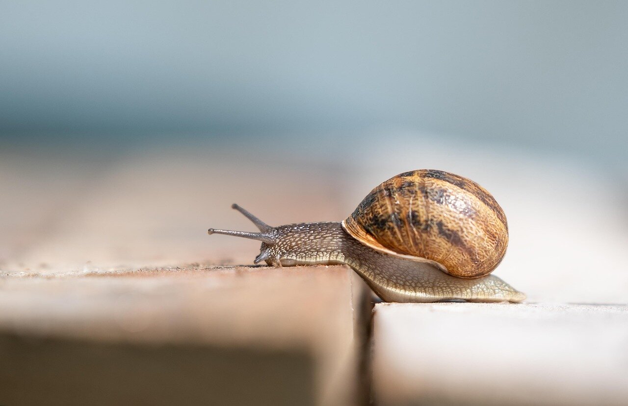 A farmer inspects crops for signs of slug damage, highlighting the challenges posed by these pests in agriculture