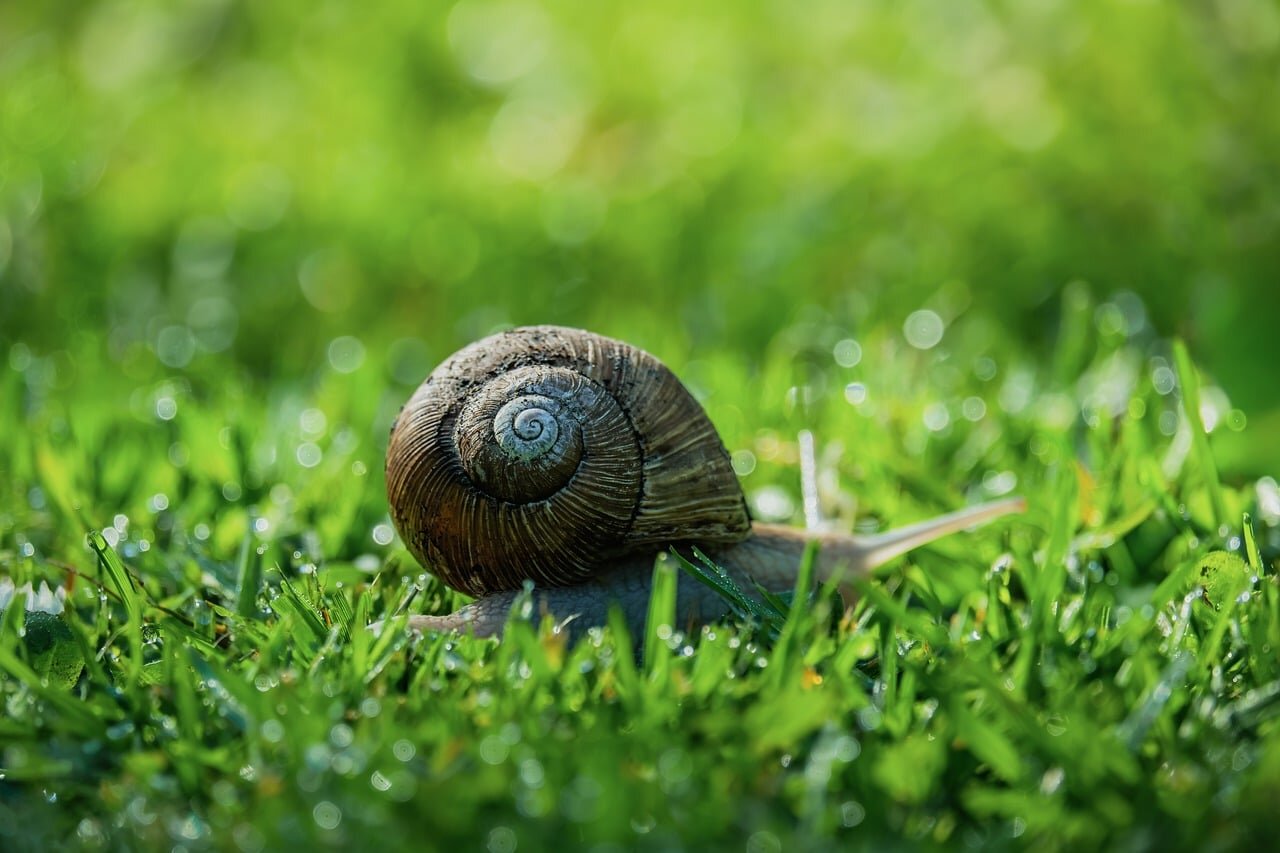 A citizen scientist collects data on local slug populations, contributing to ongoing research efforts in the community