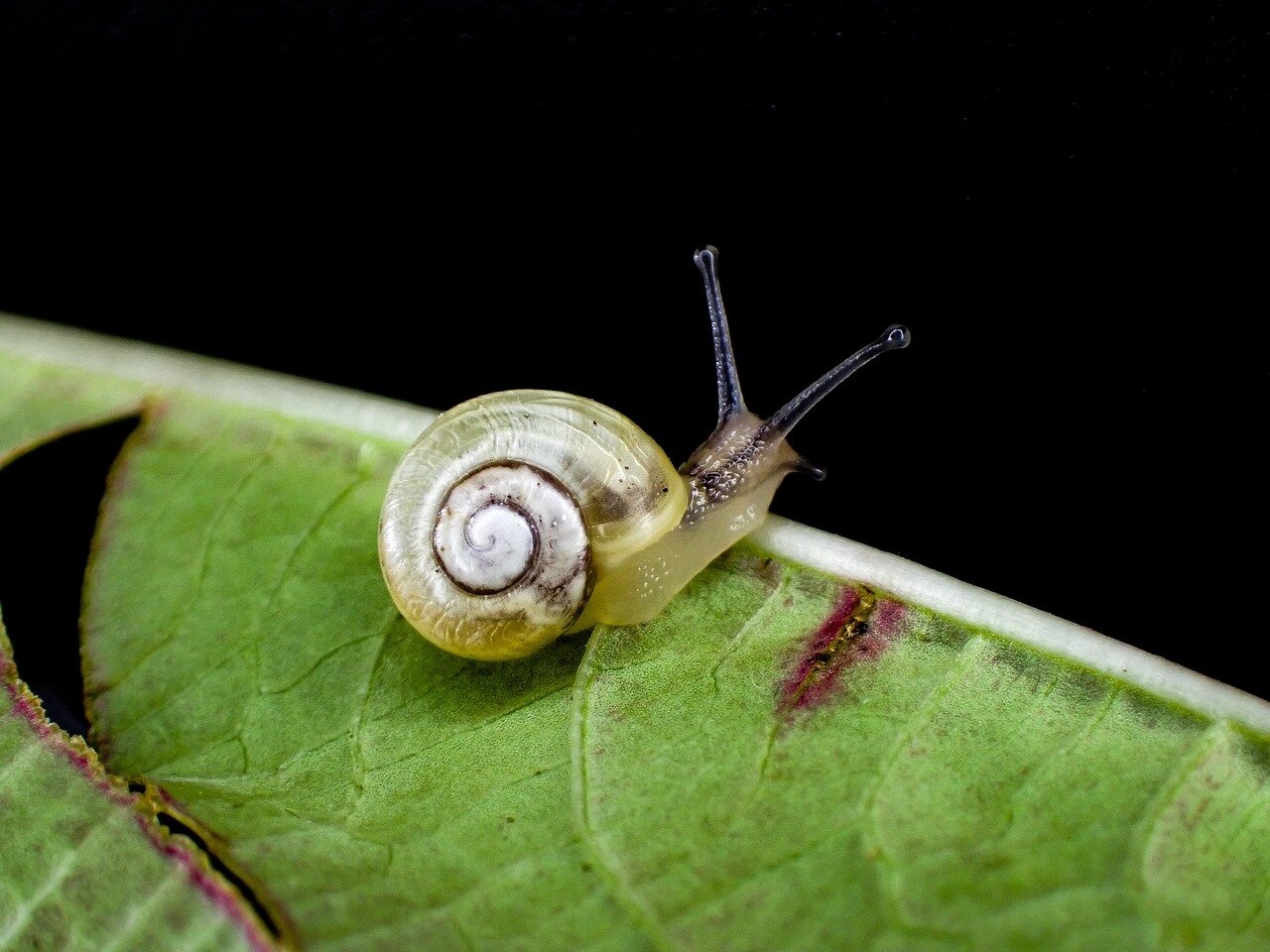 A diverse ecosystem is depicted, showcasing the various species that rely on slugs as a food source, emphasizing their ecological significance